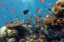 Fauna acquatica