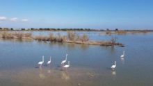 La R.N.O Ciane Saline